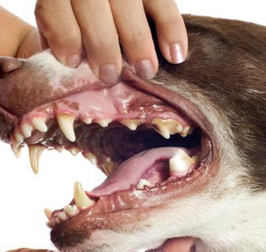 Lección 14: Cuidado Dental para tu Perro