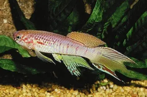 Killi Fundulopanchax sjoestedti: Exploradores Coloridos