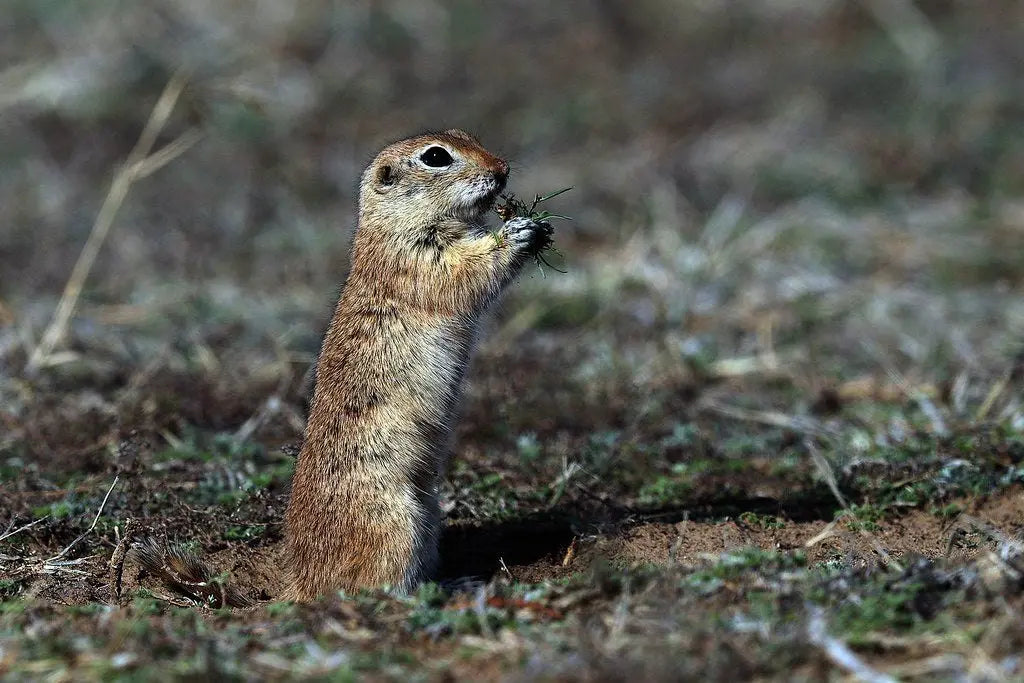 Ardilla de Mongolia (Spermophilus dauricus)