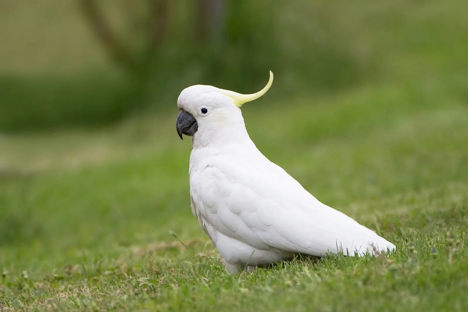 Cacatúa: Majestuosidad Alada