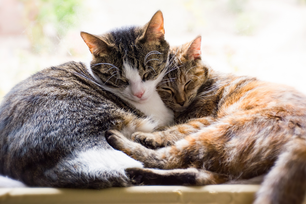 Suplementos para articulaciones en gatos: prioridades reales antes de elegir por composición