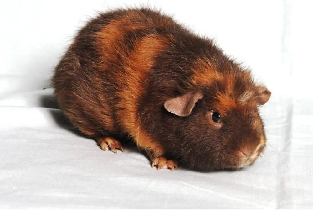 Cobaya Teddy (Rex) Guia