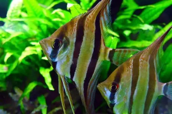 Pez Ángel Scalare Pinocho (Pterophyllum altum var. altum): Explorando la Elegancia Vertical