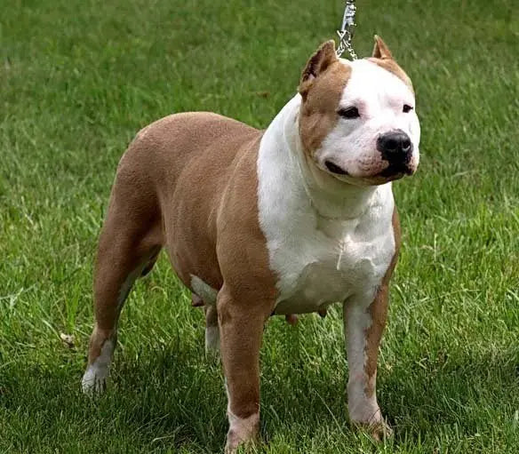 El American Pit Bull Terrier: Fuerza y Lealtad