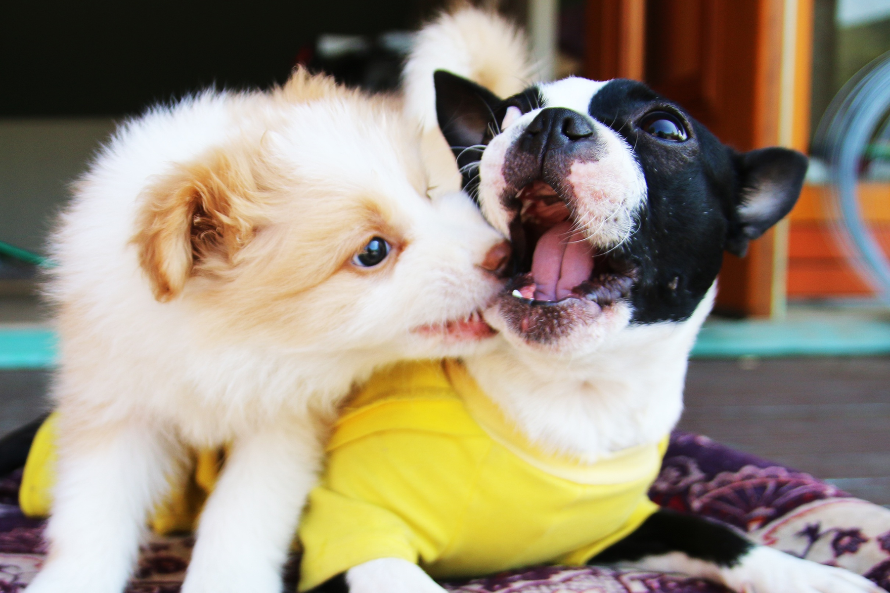 La importancia de la desparasitación en el cuidado canino