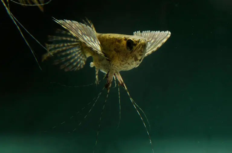 Pez Mariposa (Pantodon buchholzi): Elegancia Alada en el Acuario