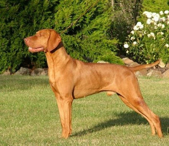 Braco Húngaro Vizsla : Elegancia y Versatilidad