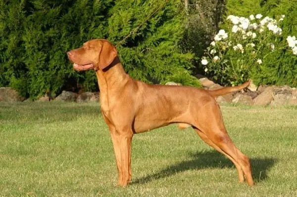Braco Húngaro (Vizsla): Elegancia y Versatilidad