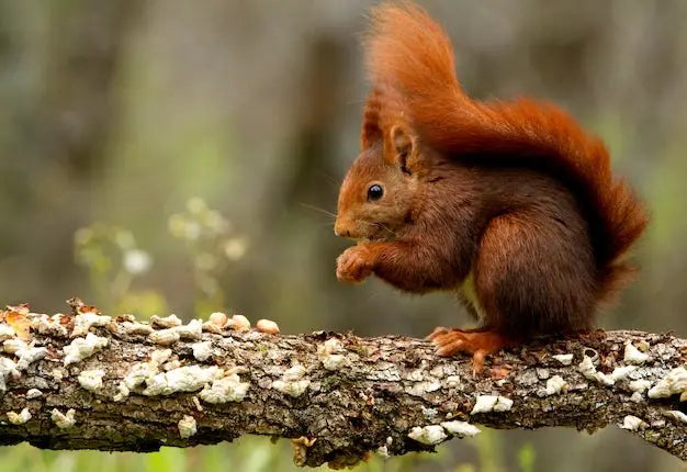 Ardilla Roja (Sciurus vulgaris) Guia