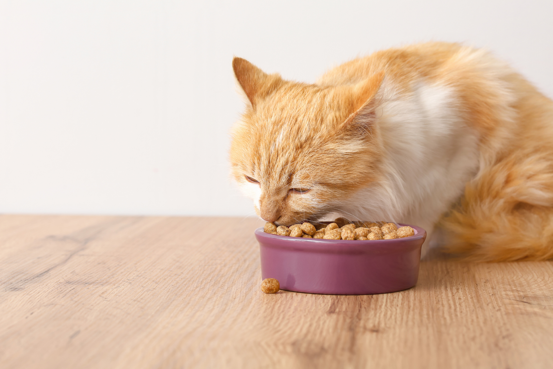 Elegir yogur para gatos sin liarte con la etiqueta: checklist útil de ingredientes, lactosa, textura y cantidad