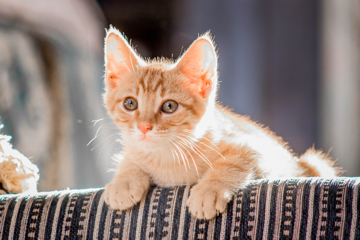 Yogur o kéfir para gatos: comparativa práctica para elegir según textura, tolerancia y forma de uso