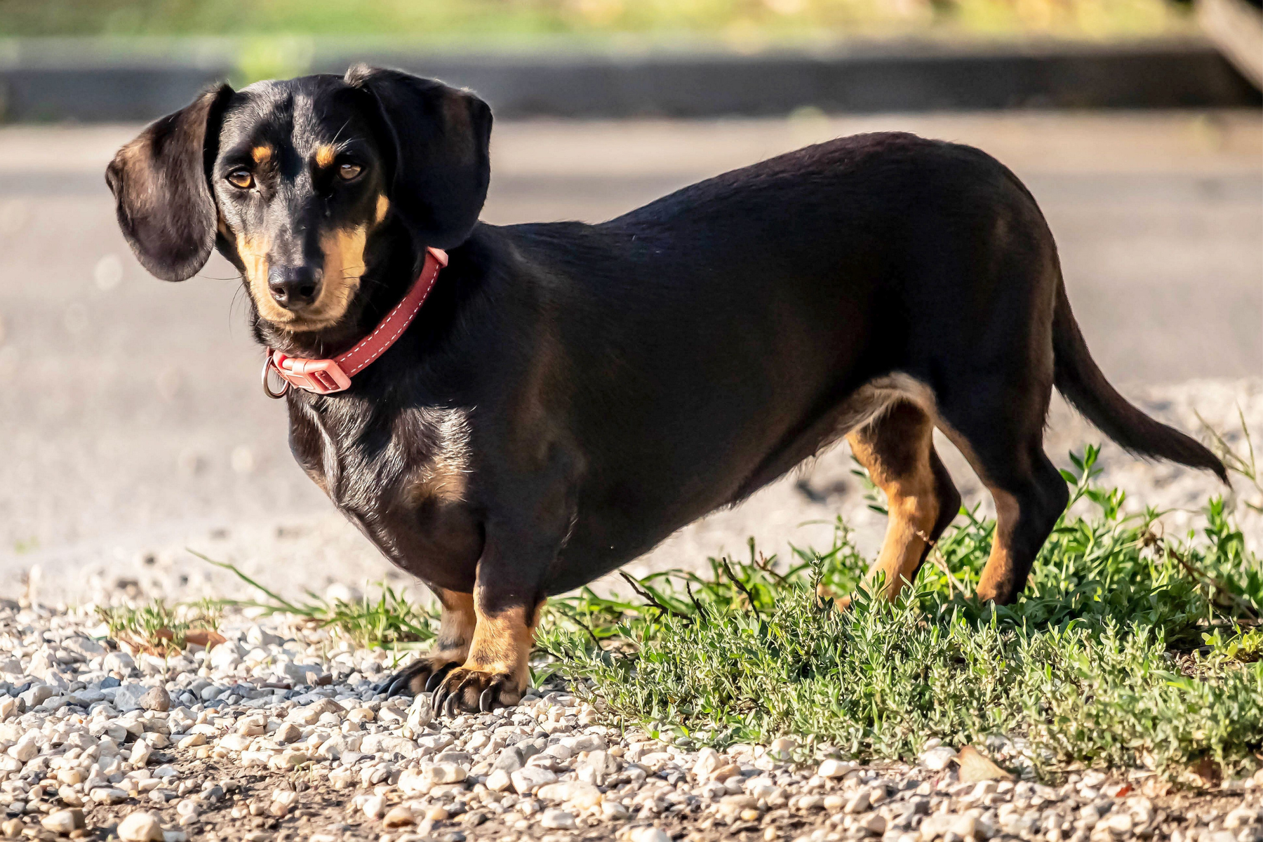 Antes de llenar el cuenco: así se elige una alimentación natural para perros con criterio real
