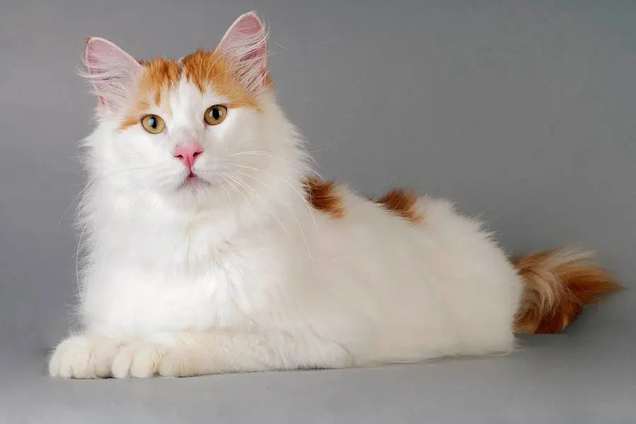 Gato Vam Turko Sin Pelo: Una Joya Felina Revelada
