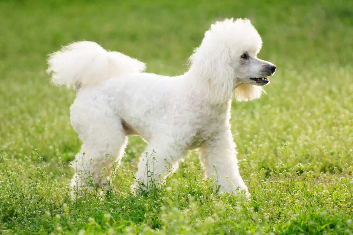 Caniche: Elegancia y Versatilidad en un Paquete Peludo.