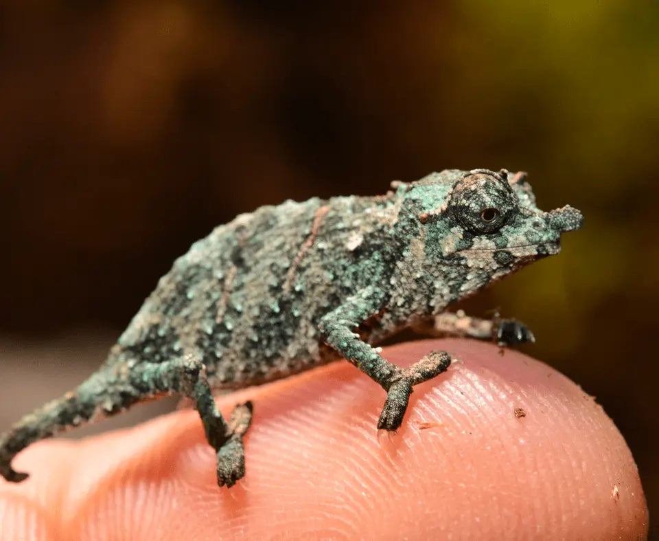 Camaleón Enano de Fischer (Bradypodion spp.)