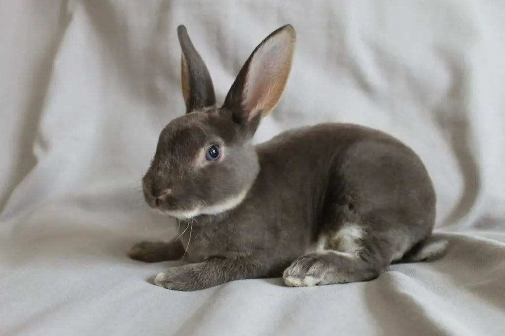 Conejo Rex