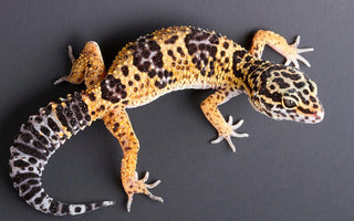 Gecko Leopardo (Eublepharis macularius) Guia