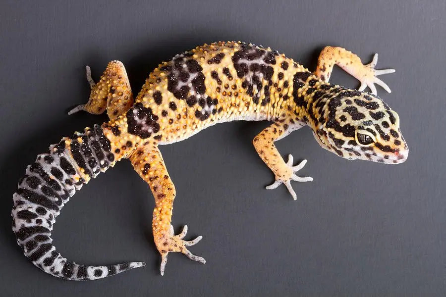 Gecko Leopardo (Eublepharis macularius) Guia