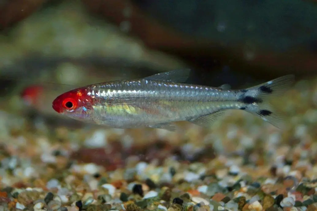 Tetra del Hachis (Hemigrammus bleheri): Elegancia Acuática en el Acuario