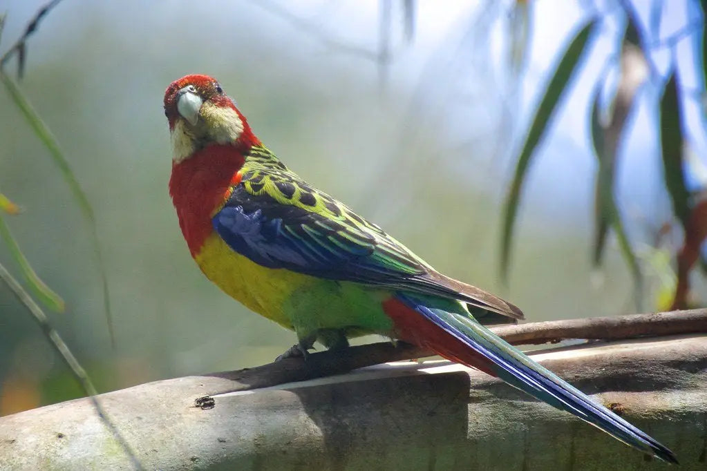 Rosella – Platycercus: Belleza en Vuelo