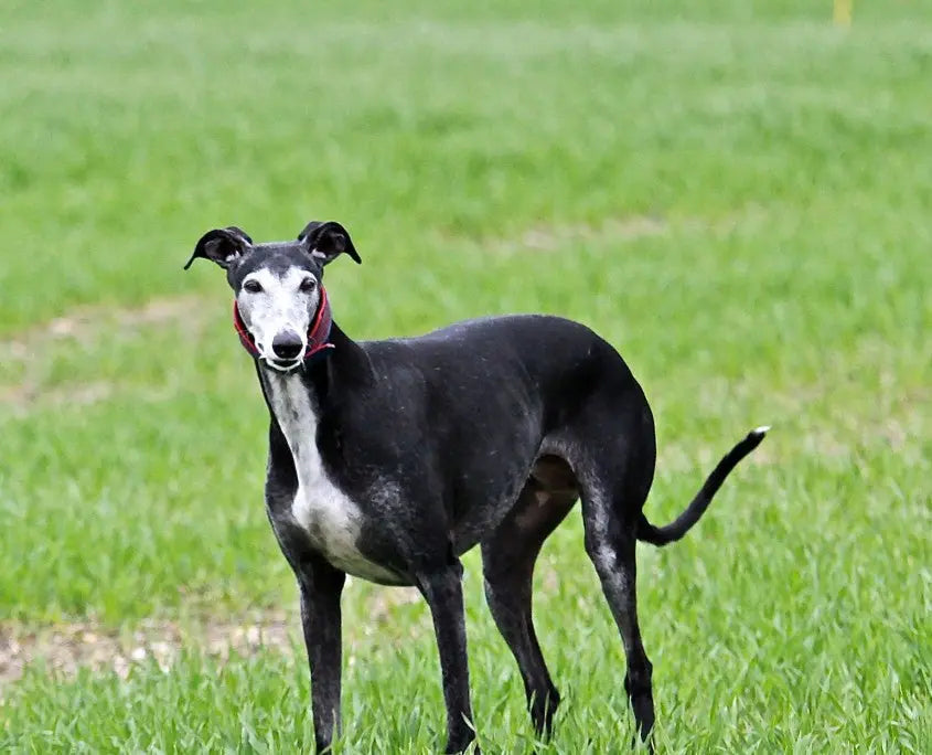 Galgo Español: Elegancia Veloz y Nobleza en Cada Zancada.