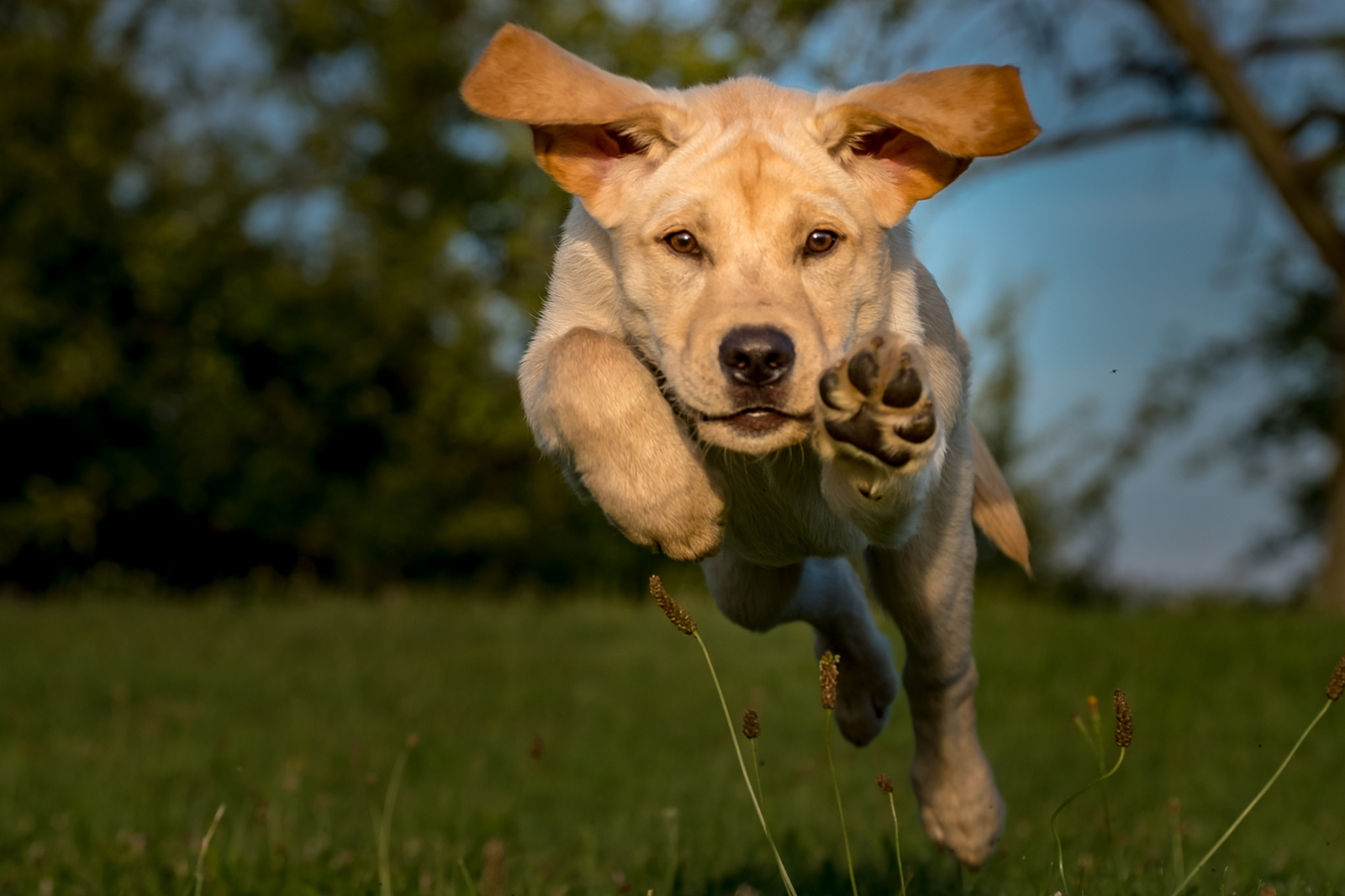 Estómago sensible en perros: ingredientes que suelen encajar mejor y elecciones que conviene pensarse dos veces