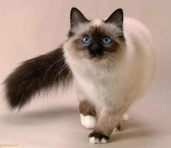 Gato Siamés: Elegancia y Personalidad en Ojos Azules Intensos