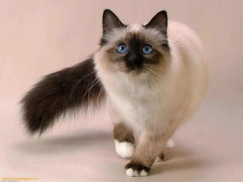 Gato Siamés: Elegancia y Personalidad en Ojos Azules Intensos