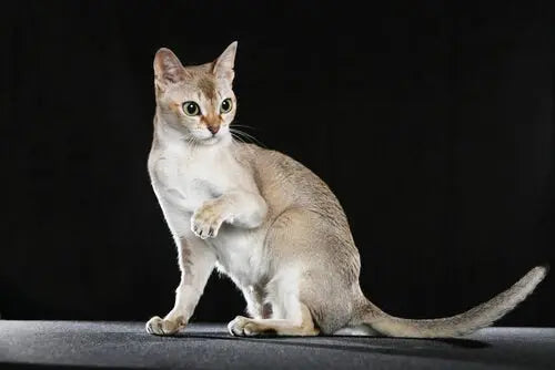 Gato Singapura: Elegancia en Miniatura