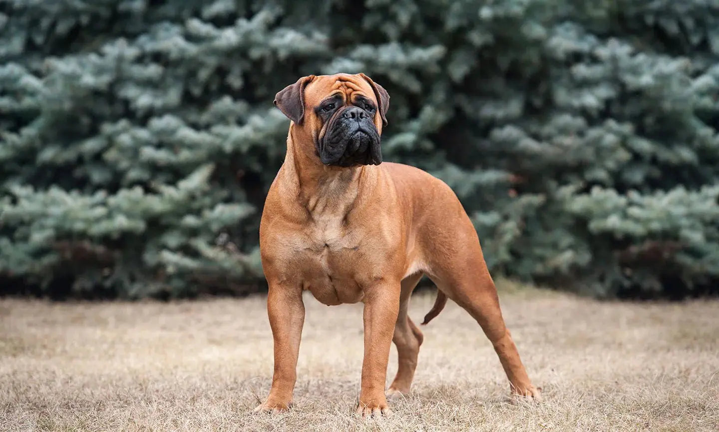 Bullmastiff: Poder y Nobleza en un Gigante Benevolente.