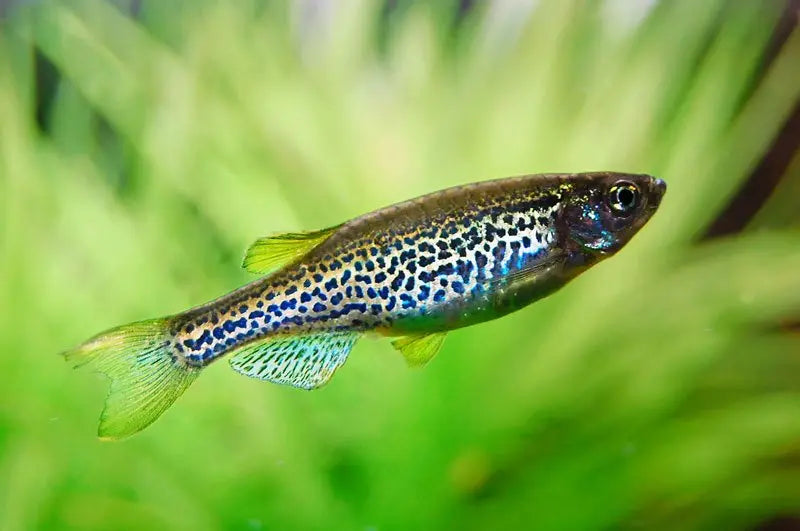 Danio Leopardo (Danio rerio var. frankei): Energía y Color en el Acuario