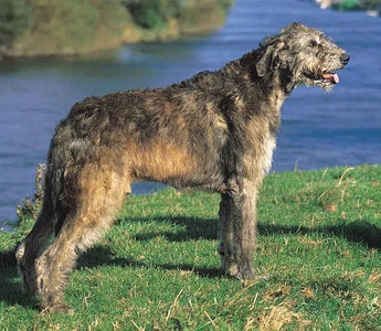 Lobero Irlandés: Majestuosidad y Elegancia en un Gigante Gentil.