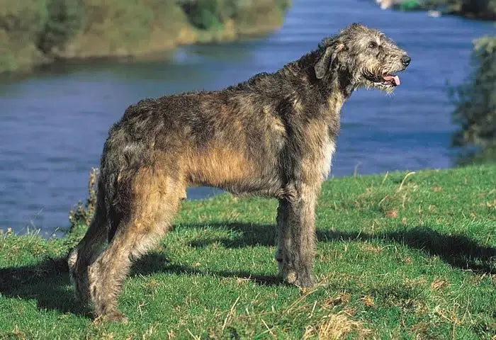 Lobero Irlandés: Majestuosidad y Elegancia en un Gigante Gentil.