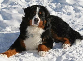 Boyero de Berna: Majestuosidad y Dulzura en un Gigante Gentil.