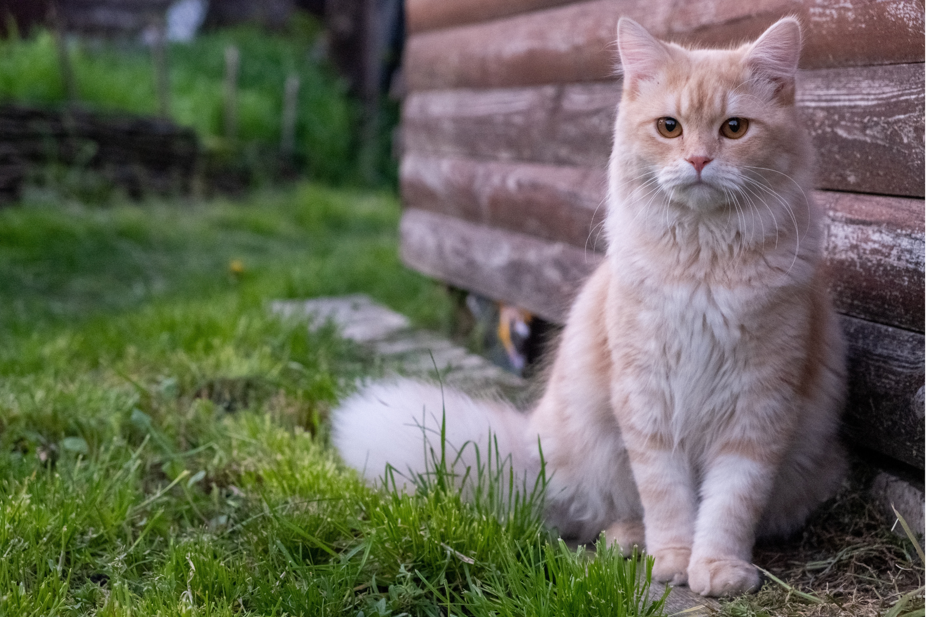 Comida para gatos según edad: lo que realmente cambia entre gatito, adulto y sénior