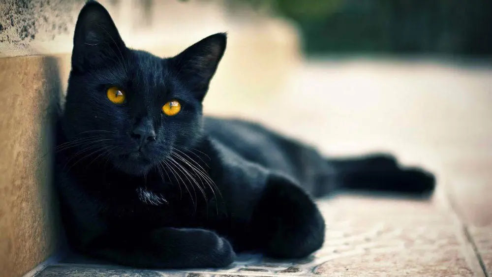 Gato Bombay: Elegancia Felina en Miniatura