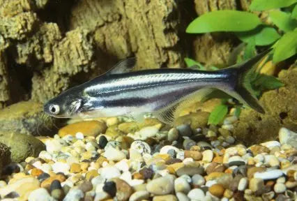 Pez Gato Siamés (Pangasianodon hypophthalmus): Majestuosidad en el Agua