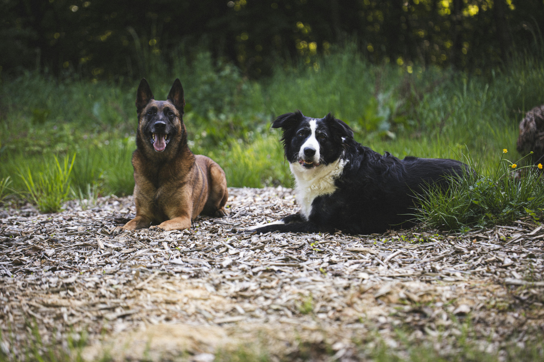 Consejos para Enfrentar Problemas Comunes de Salud en Perros