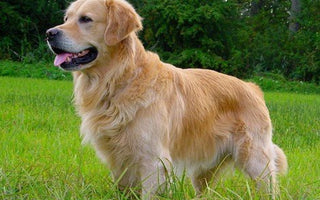 El Golden Retriever: Luz Dorada entre las Razas Caninas