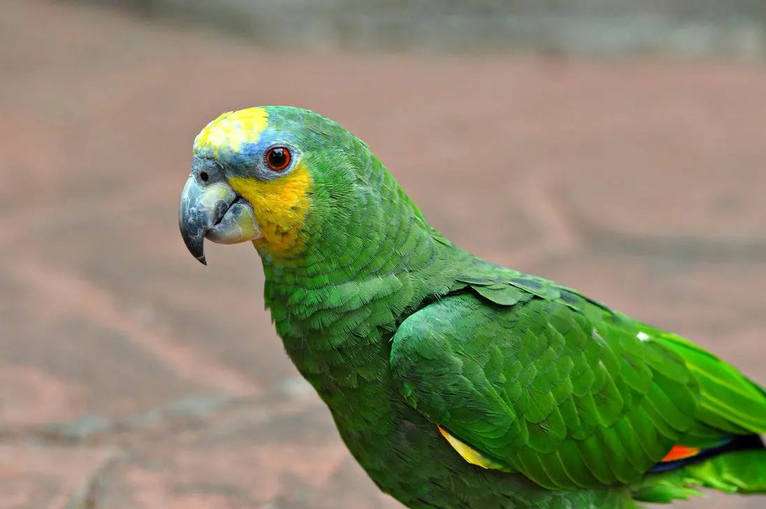 Loro Amazonas - Amazona amazónica: Tesoro de la Selva