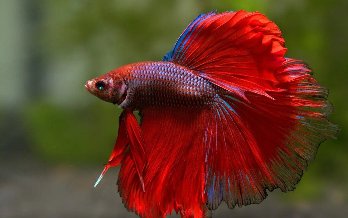 Betta imbellis: Explorando la Elegancia Acuática
