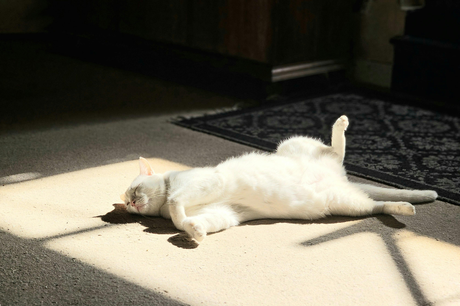 Comida húmeda para gatos: checklist útil para saber si una lata, sobre, mousse o sopa encaja con tu gato - AnimalXop