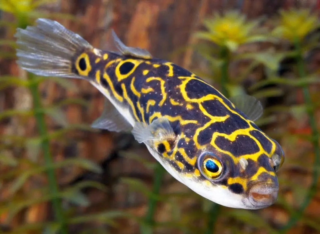 Peces Globo (Tetraodon spp.): Encanto y Singularidad en el Acuario