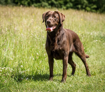 Labrador Chocolate: Dulzura y Energía en un Paquete Marrón.