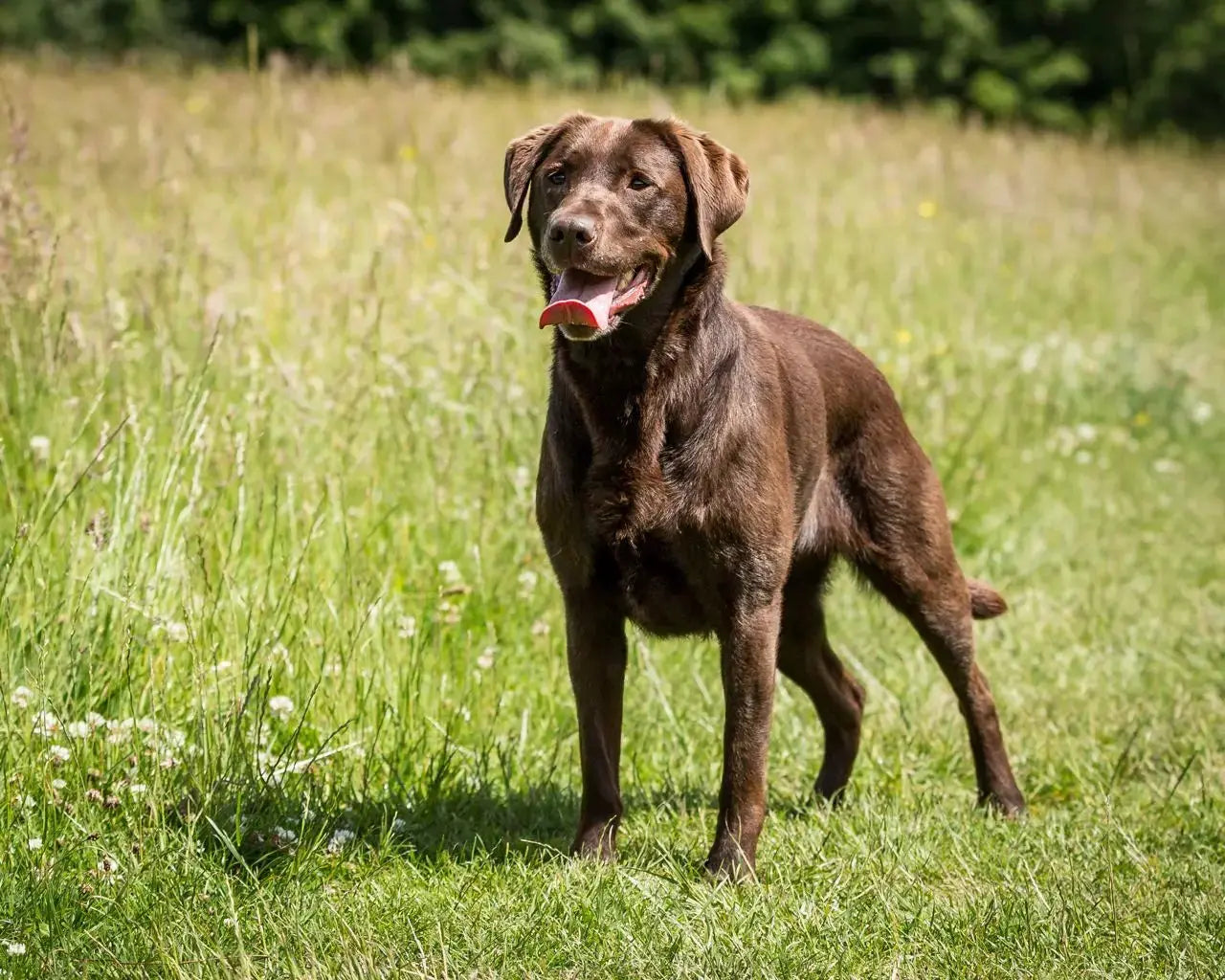 Labrador Chocolate: Dulzura y Energía en un Paquete Marrón.