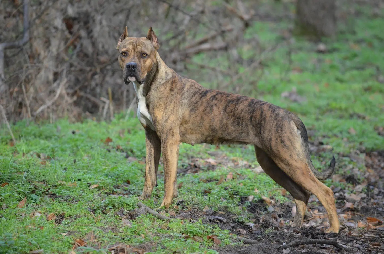 Alano Español: Un Mastín Ágil y Valiente