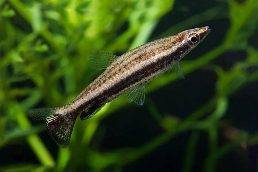 Peces Lápiz (Nannostomus spp.): Delicadeza y Color en el Acuario