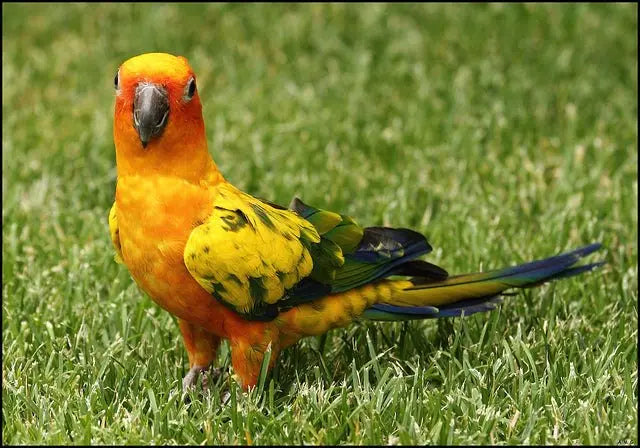 Cotorra del Sol - Aratinga solstitialis: Resplandor en Plumas