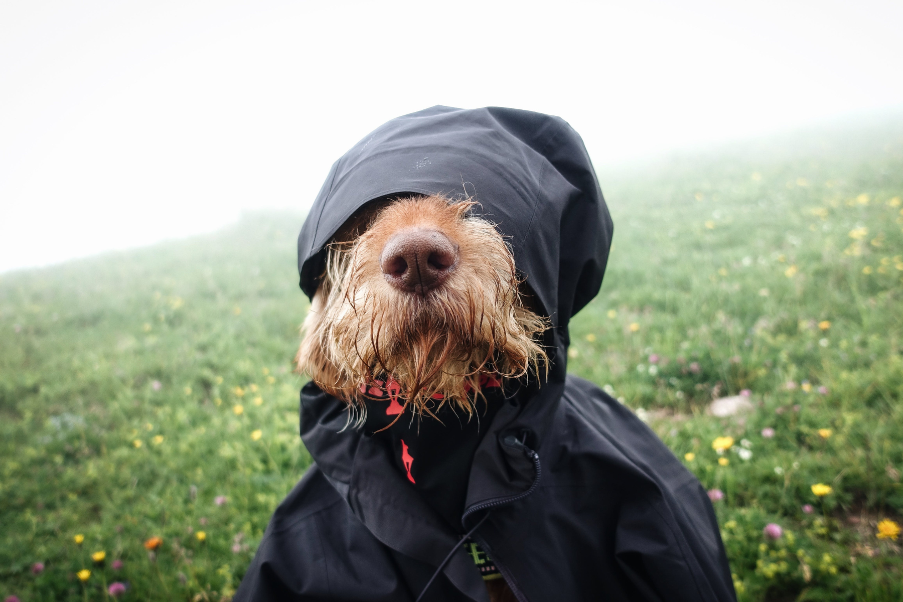 Snacks saludables para perros: 7 señales de calidad que merece la pena revisar antes de comprarlos