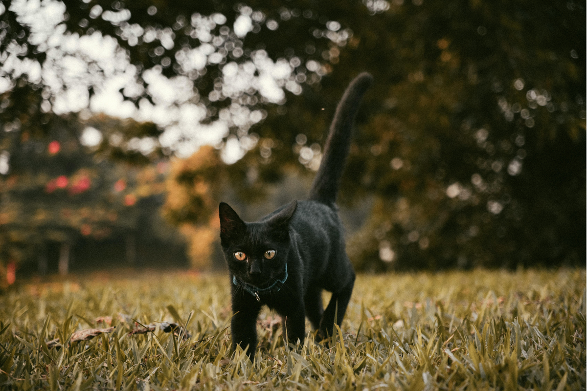 Caldo o topper para gatos: diferencias reales en textura, uso y objetivo para elegir sin mezclar funciones